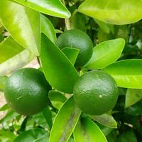 クワ,パッションフルーツ,グレープフルーツ,果物,収穫の画像