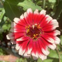 100均,種まきから育てる,庭の画像