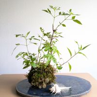 ユキノシタ,苔玉の画像