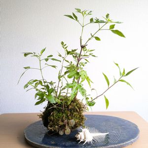 ユキノシタ,苔玉の画像