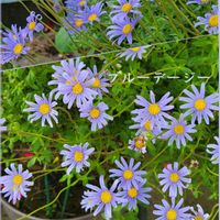 バーベナ,ブルーデージー,モナルダ,モナルダ(ベルガモット),花のある暮らしの画像