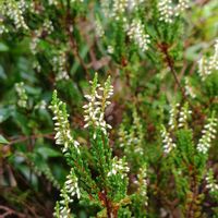カルーナ　ガーデンガールズ,エノコログサ,鉢植え,我が家の庭,かわいい花の画像