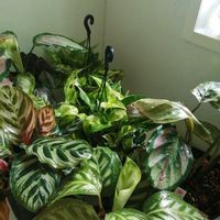 カラテア,祈る震災復興,観葉植物,思いやり,観葉植物好きの画像