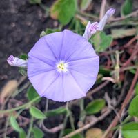 コンボルブルス,お花,お出かけ先の画像