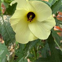 トロロアオイ,オクラの花,オクラの花,花オクラ,花オクラの画像