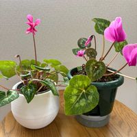 シクラメンの画像