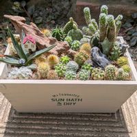 サボテン,サボテンの寄せ植え,#ミニサボテン,植物が好き,庭の画像