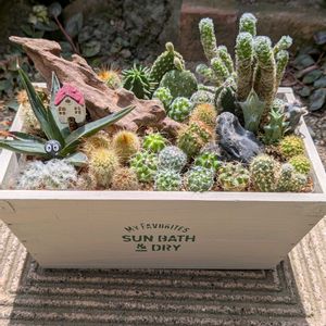 サボテン,サボテンの寄せ植え,#ミニサボテン,植物が好き,庭の画像