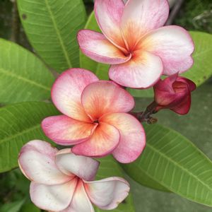 プルメリア,多肉植物,塊根植物,コーデックス,花のある暮らしの画像