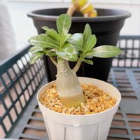 アデニウム,ダイソニウム,観葉植物,塊根植物,ダイソーの画像