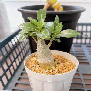 アデニウム,ダイソニウム,観葉植物,塊根植物,ダイソーの画像