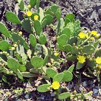 ブラックベリー,ウチワサボテン,フランスギク,ウチワサボテン　花,花に囲まれての画像