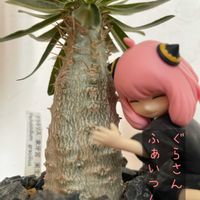 グラキリス,ボンバックス,ボンバックス エリプチカム,パキポディウム グラキリス,ユーフォルビア・トルチラマの画像