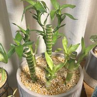 ミリオンバンブー,キングバンブー,ラッキーバンブー,ギンヨウセンネンボク,観葉植物の画像