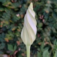 ヨルガオ,ユウガオ,ユウガオ,今日のお花の画像