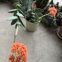 神刀,神刀,神刀,多肉植物,ほったらかしの画像