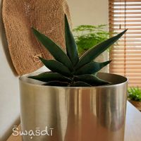 サンスベリア,サンセベリア,サンスベリア・サワディー,多肉植物,観葉植物の画像