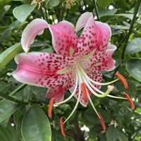 カノコユリ,地植え,ガーデニング,夏の花,花のある暮らしの画像