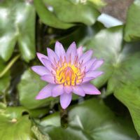 睡蓮,熱帯スイレン,熱帯睡蓮 ミロク,熱帯スイレン リンジー・ウッズ,熱帯睡蓮　キーラルゴの画像
