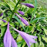 ヤグルマギク,金魚草,ギボウシ（ホスタ）,スーパーベナ アイストゥインクル,花のある暮らし♡の画像