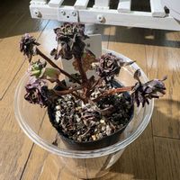 甜茶錦,アエオニウムの画像