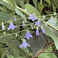 ソバナ,山野草,花のある暮らし,繋がりに感謝✨,植物が大好きの画像