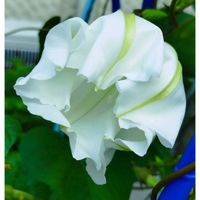 夕顔,いいね❤ありがとう,花のある暮らし❤,庭の画像