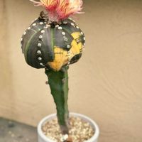 サボテン,竜神木,瑠璃兜錦,サボテンの花,アストロフィツム属の画像