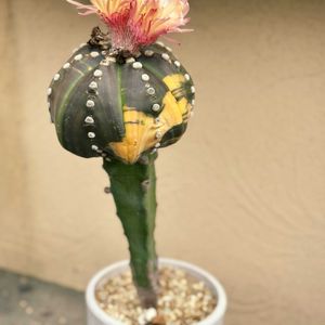 サボテン,竜神木,瑠璃兜錦,サボテンの花,アストロフィツム属の画像