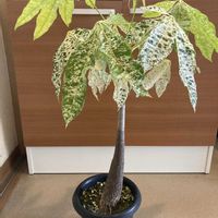 パキラの画像