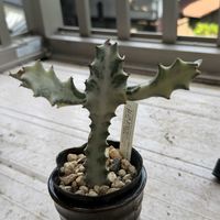 ホワイトゴースト,ユーフォルビア ホワイトゴースト,多肉植物,ユーフォルビア,東京の画像