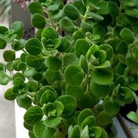 アロマティカス,多肉植物,ハーブ,いい匂い,キッチンの画像