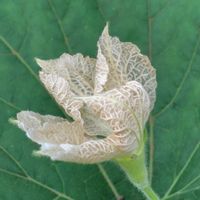 ユウガオ,散歩コース,GSに感謝。,今日のお花,植物観察の画像