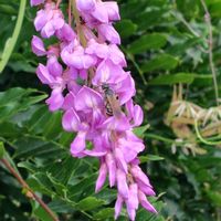 フジ,ヤエヤマブキ,散歩コース,GSに感謝。,植物観察の画像
