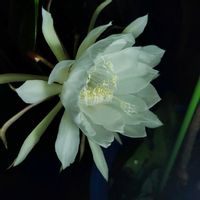 月下美人,今日の一枚,葉月の一枚,玄関内側の画像