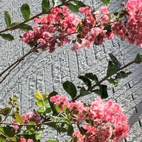 サルスベリ,サルスベリ,サルスベリ,サンゴジュ,サンゴジュの画像