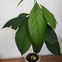 アボカド,アボカド,シュロガヤツリ,観葉植物,アボカド栽培の画像