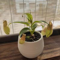 ネペンテス,ウツボカズラ,グラシリス,観葉植物,食虫植物の画像