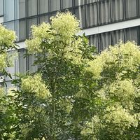シマトネリコの画像
