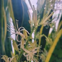 サンスベリア,サンスベリア,かわいい♡,咲いてくれてありがとう❤,１００円グリーンの画像