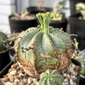 バリダ,多肉植物,子株,ユーフォルビア,小さな花の画像