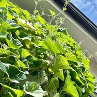 野菜,ユウガオ,グリーンカーテン,ご近所,毎年恒例の画像