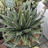 白星,アガベ　笹の雪,多肉植物,多肉植物のある暮らし,癒し…♡の画像