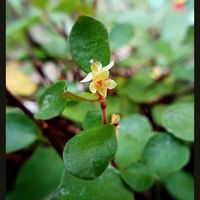 ワイヤープランツ,ベランダ多肉,ベランダ植物,ワイヤープランツ_mon,センペルビウム_monの画像