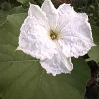 ユウガオ,ユウガオ,今日の花,今日のお花,ご近所散歩の画像