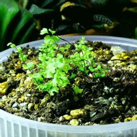 アジアンタム,アジアンタム,植え替え,室内栽培の画像