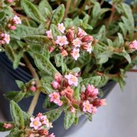クーペリー,多肉植物,多肉の花,クーペリーの花♡,元気に育て♡の画像