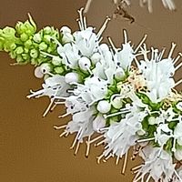 アップルミント,アップルミント,花のある暮らし,季節の楽しみ♡,白の美の画像