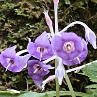 イワタバコ,避暑,外出先,滝の画像