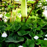 ユウガオ,今日のお花の画像